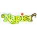 Napier